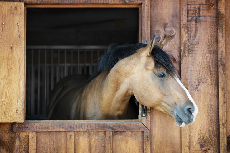Horse Fence Painting